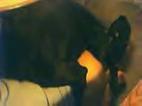 Black dog with big dog dick banging a slut from behind